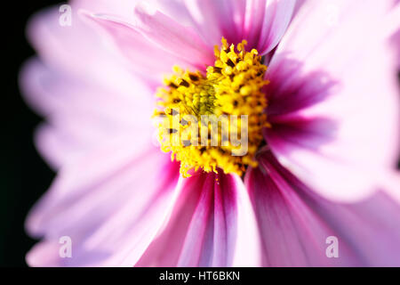 soft focus and ethereal pink cosmos sonata open flower with heart-shaped center  Jane Ann Butler Photography JABP1859 Stock Photo