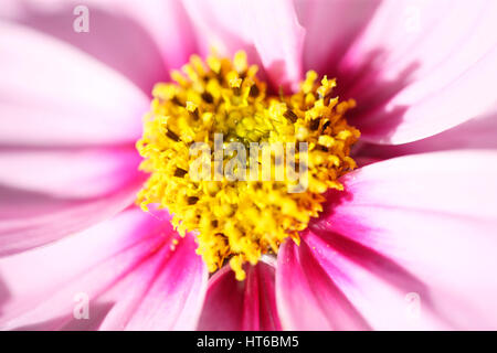 cosmos sonata delicate pink flower early autumn sunlight, poignant heart-shaped center - love and compassion Jane Ann Butler Photography JABP1864 Stock Photo