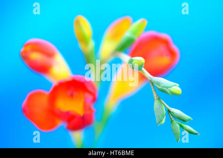 striking and colourful red freesia stem on blue background still life - as sweet as its fragrance  Jane Ann Butler Photography JABP1868 Stock Photo