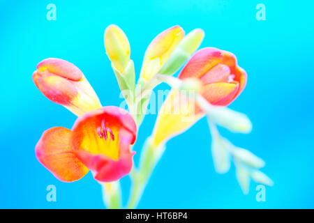 striking and colourful red freesia stem on blue background still life - as sweet as its fragrance  Jane Ann Butler Photography JABP1869 Stock Photo