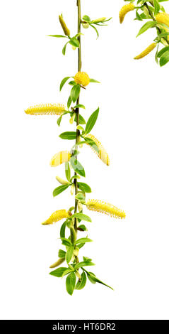 Spring twig of willow with young green leaves and yellow catkins. Isolated on white background. Stock Photo
