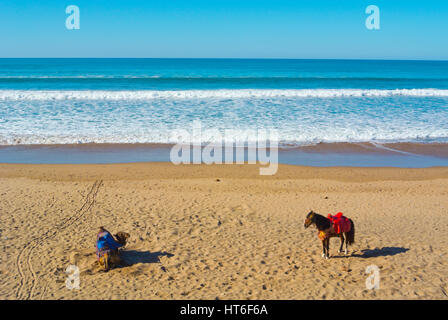 Camel and pony, beach, Aglou Plage, Morocco Stock Photo