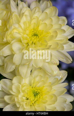 Yellow chrysanthemums with glitter on them Stock Photo