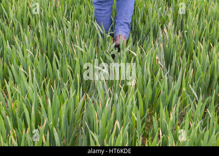 Walking through a field of corn Stock Photo