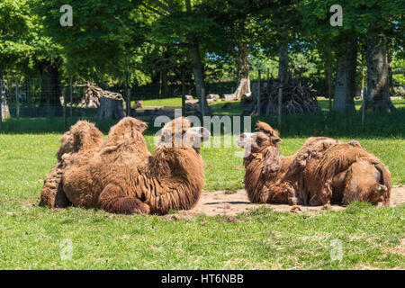 The wild Bactrian camel is a critically endangered species of camel ...