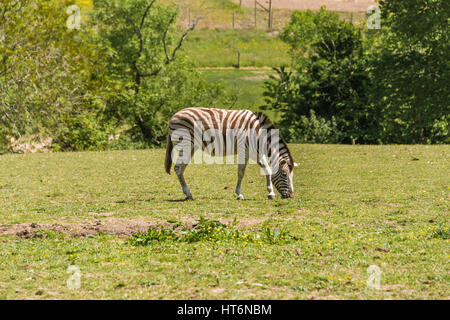 Damara zebra Stock Photo