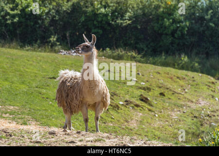 llama Stock Photo