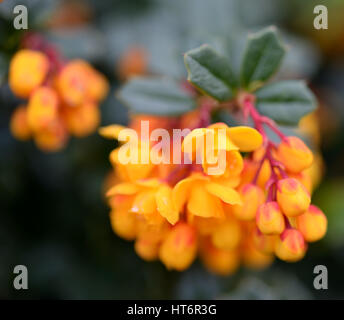 Clusters of orange yellow berberis flowers on dark green spiky leaves Stock Photo