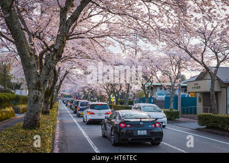 Shizuoka, Japan - April 12, 2014: The Cherry-blossom (Sakura) tunnel road in Gotemba city, Shizuoka, Japan. This is a famous place for cherry blossoms Stock Photo
