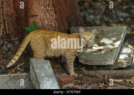 A domestic cat with a lizard prey . Stock Photo