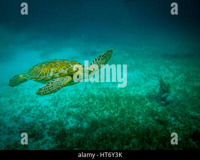 Sea turtle in caribbean sea - Caye Caulker, Belize Stock Photo