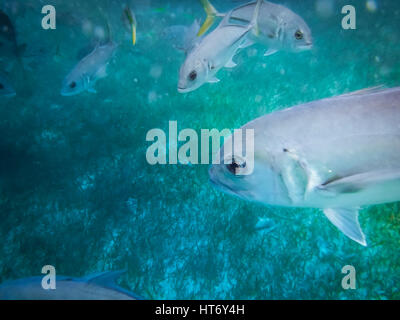 Silver horse eye jack fish with yellow tail (Caranx latus) in caribbean sea - Caye Caulker, Belize Stock Photo