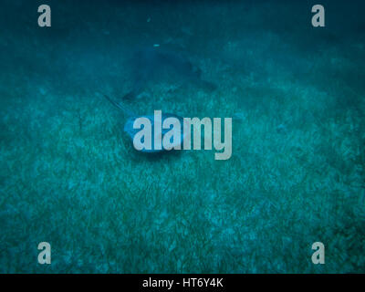 Stingray in caribbean sea - Caye Caulker, Belize Stock Photo