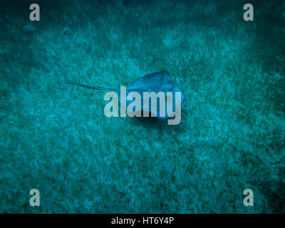 Stingray in caribbean sea - Caye Caulker, Belize Stock Photo