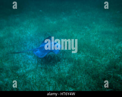 Stingray in caribbean sea - Caye Caulker, Belize Stock Photo