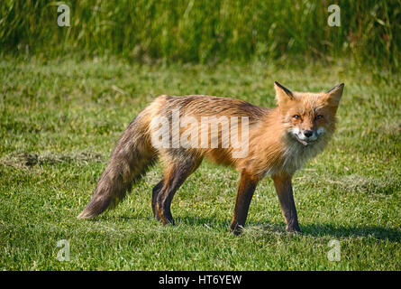 An American red fox (vulpes vulpes) was surprised while hunting in a field as seen in the wild on San Juan Island in Washington State. Stock Photo