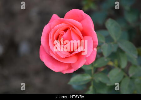 Lovely Pink Rose Stock Photo