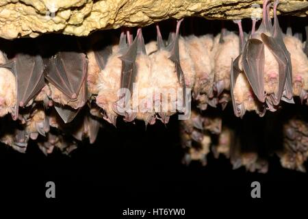 Groups of sleeping bats in cave - Lesser mouse-eared bat (Myotis blythii) and (Rhinolophus hipposideros) - Lesser Horseshoe Bat Stock Photo