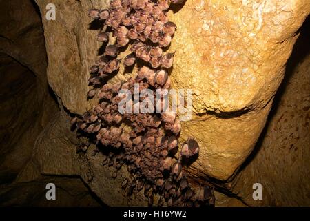 Groups of sleeping bats in cave - Lesser mouse-eared bat (Myotis blythii) and (Rhinolophus hipposideros) - Lesser Horseshoe Bat Stock Photo