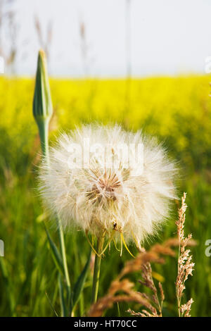dandelion near canola field Southern Alberta, Canada Stock Photo