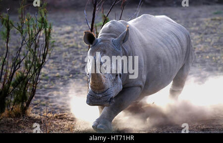 Rhinoceros charging