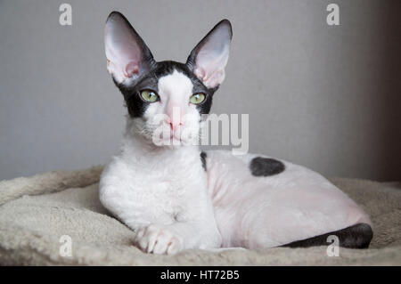 Cornish Rex and Oriental Shorthair Stock Photo