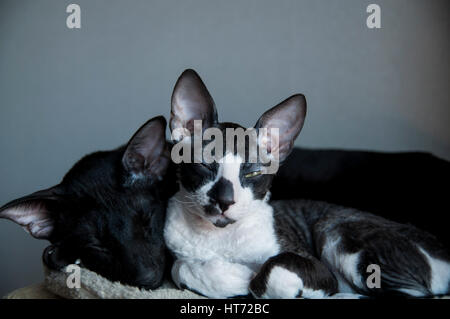 Cornish Rex and Oriental Shorthair Stock Photo