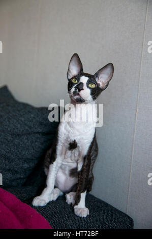 Cornish Rex and Oriental Shorthair Stock Photo