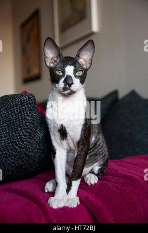 Cornish Rex and Oriental Shorthair Stock Photo