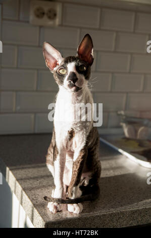 Cornish Rex and Oriental Shorthair Stock Photo