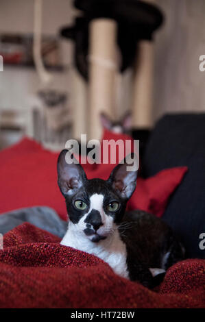 Cornish Rex and Oriental Shorthair Stock Photo