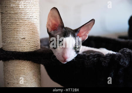 Cornish Rex and Oriental Shorthair Stock Photo