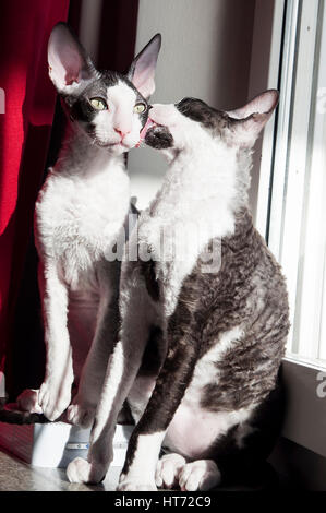 Cornish Rex and Oriental Shorthair Stock Photo