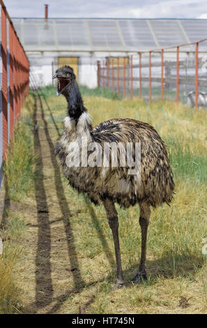 Emu funny yawning on their breeding farm in Siberia, Russia Stock Photo