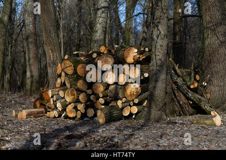 Roundwood timber stored in the woods, early spring, Chernigiv, Ukraine Stock Photo