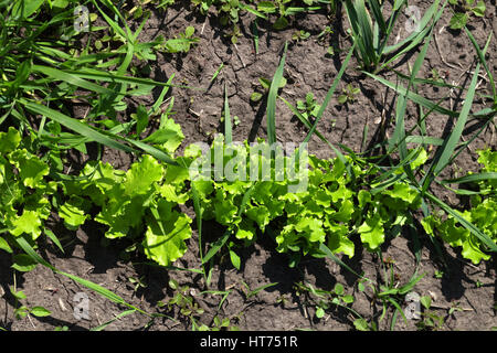 Green salad lettuce (Lactuca sativa) growing in garden. View from above. Stock Photo