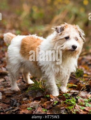 Alfie, an 8 year old Jack Russell Terrier Stock Photo