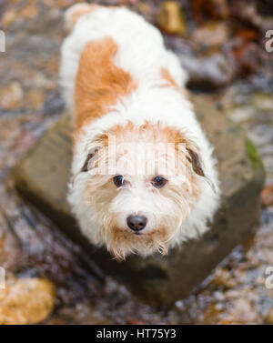 Alfie, an 8 year old Jack Russell Terrier Stock Photo