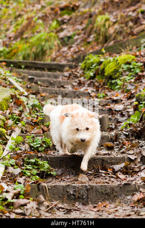 Alfie, an 8 year old Jack Russell Terrier Stock Photo