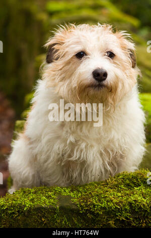 Alfie, an 8 year old Jack Russell Terrier Stock Photo