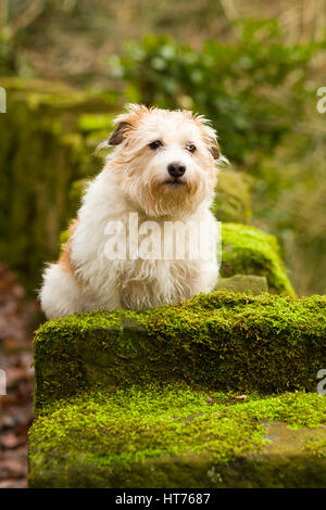 Alfie, an 8 year old Jack Russell Terrier Stock Photo