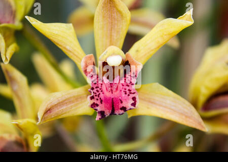 Yellow Cymbidium Orchid Stock Photo