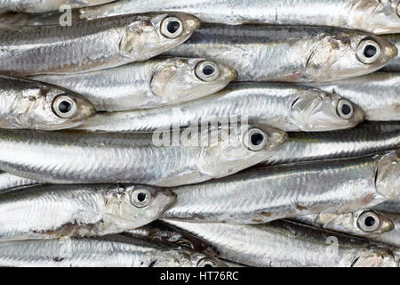 Fresh anchovies prepared seafood background texture or pattern. Raw food. Stock Photo