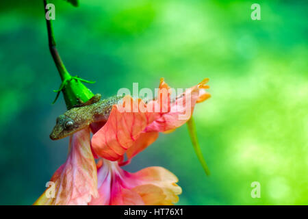 Tropical House Gecko on red flower like Cape Honeysuckle. India. Kerala, January Stock Photo