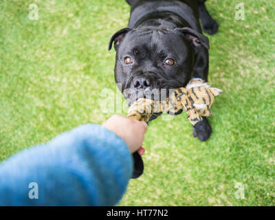 A black staffordshire bull terrier dog playing tug, holding a soft toy in his mouth, pulling with a human. The arm and had of the person can be seen.  Stock Photo