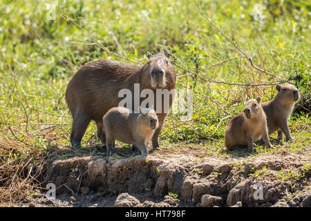 Portrait of a mother Capybara and her young on the riverbank in the Pantanal region of Mato Grosso, Brazil, South America Stock Photo