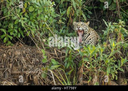 Jaguar yawning as he reclines on the riverbank in the heat of mid-day, in the Pantanal region of Mato Grosso, Brazil, South America Stock Photo