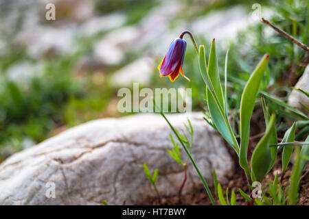 Fritillaria imperialis. ters lale. reverse tulip Stock Photo