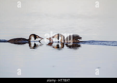 Great Crested Grebes Courting