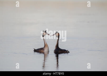 Great Crested Grebes Courting